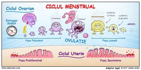 faza luteala|Etapele Ciclului Menstrual